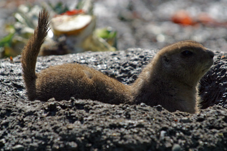 Meerkat Burrowing