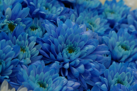 Blue flowersの写真素材