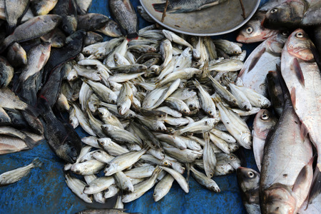 Unidentified man sells fish at fish market in Kumrokhali, West Bengal, India on February 13, 2014. Seafood is one of the main part of ration for local people.の写真素材