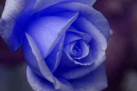 Blue roseの写真素材