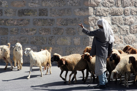 The shepherd leads a flock of sheep grazing just as in biblical times in Bethlehem, Israel on October 05, 2006.のeditorial素材