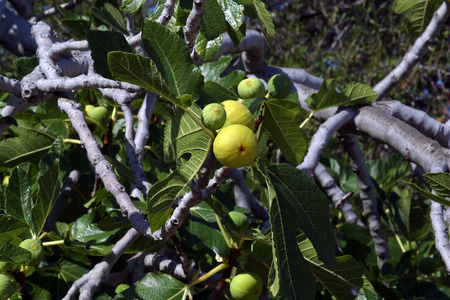 Fig tree