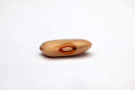 Bean on white backgroundの写真素材