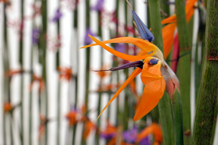 Flowersの写真素材