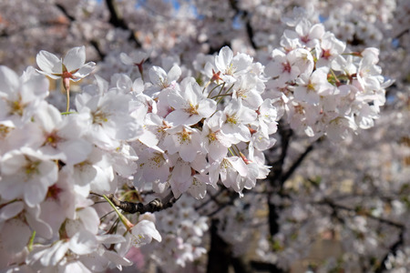 Close up of fruit flowers in the earliest springtimeのeditorial素材