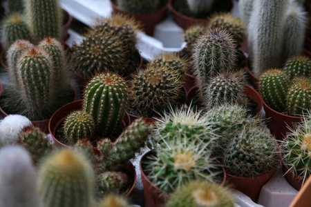 Flowers exposed on Floraart, 49 international garden exhibition in Zagreb, Croatia, on May 30, 2014.のeditorial素材