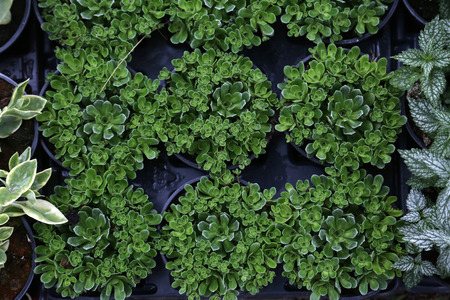 Flowers exposed on Floraart, 49 international garden exhibition in Zagreb, Croatia, on May 30, 2014.のeditorial素材