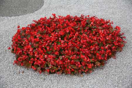 Flowers exposed on Floraart, 49 international garden exhibition in Zagreb, Croatia, on May 30, 2014.のeditorial素材