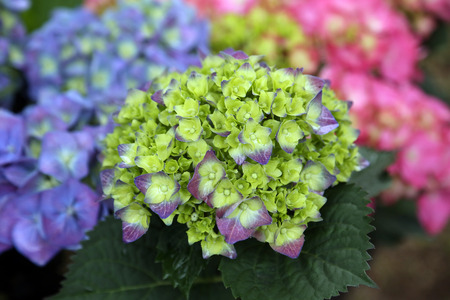 Flowers exposed on Floraart, 49 international garden exhibition in Zagreb, Croatia, on May 30, 2014.のeditorial素材
