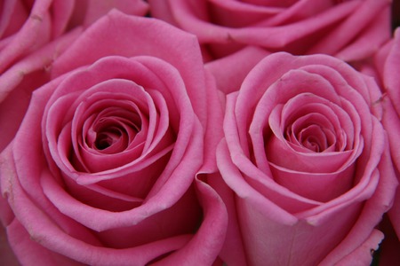 Rosesの写真素材