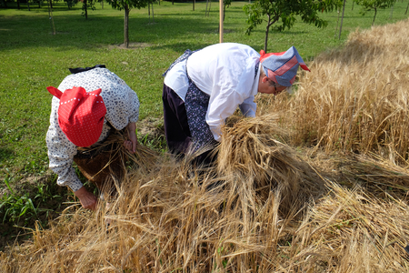 Peasant women harvesting wheat with scythe in wheat fields in Nedelisce, Croatia on July 02, 2016のeditorial素材