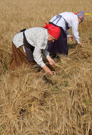 Peasant women harvesting wheat with scythe in wheat fields in Nedelisce, Croatia on July 02, 2016のeditorial素材
