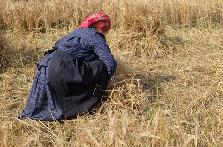 Peasant woman harvesting wheat with scythe in wheat fields in Nedelisce, Croatia on July 02, 2016のeditorial素材