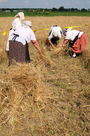 Peasant women harvesting wheat with scythe in wheat fields in Nedelisce, Croatia on July 02, 2016のeditorial素材