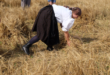 Peasant woman harvesting wheat with scythe in wheat fields in Nedelisce, Croatia on July 02, 2016のeditorial素材
