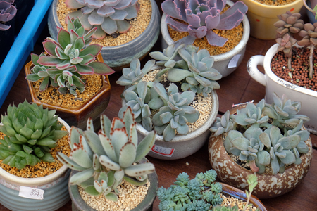 Sempervivum plants for sale in garden centre along the Grand Canal, ancient town of Yuehe in Jiaxing, Zhejiang Province, Chinaの写真素材