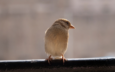 Sparrow close-upの写真素材