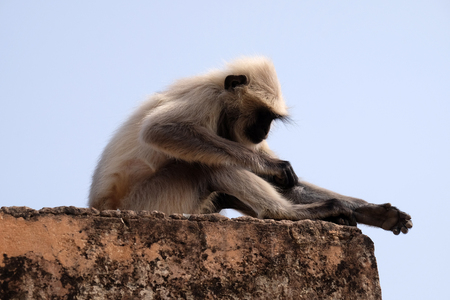 Gray Langur on Wall at Amber Fort in Jaipur, Rajasthan, Indiaの写真素材