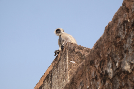 Gray Langur on Wall at Amber Fort in Jaipur, Rajasthan, Indiaのeditorial素材