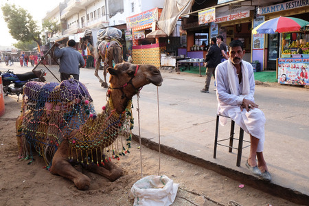 Camel at Street of Pushkar, Rajasthan, India, on February 18, 2016.のeditorial素材
