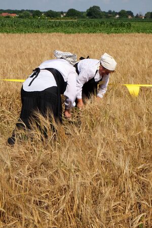 Peasant woman harvesting wheat with scythe in wheat fields in Trnovec, Croatiaのeditorial素材