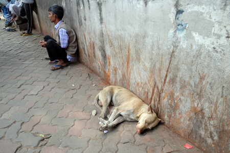 Dogs sleeping on the street around Kalighat temple in Kolkata, India on February 08, 2016.のeditorial素材