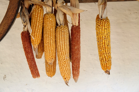 Sweetcorn hung up for dryingの写真素材