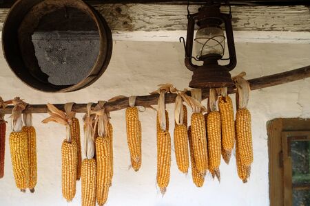 Drying Cornの写真素材
