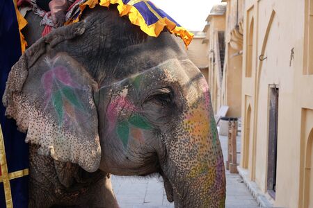 Decorated elephants carrying tourists at Amber Fort in Jaipur, Rajasthan, Indiaの写真素材