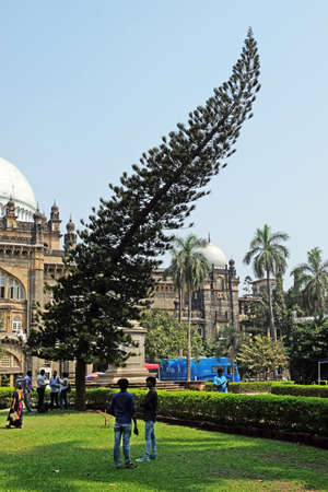 Cook pine tree in front of Chhatrapati Shivaji Maharaj Vastu Sangrahalaya formerly Prince of Wales Museum in Mumbai, Indiaのeditorial素材