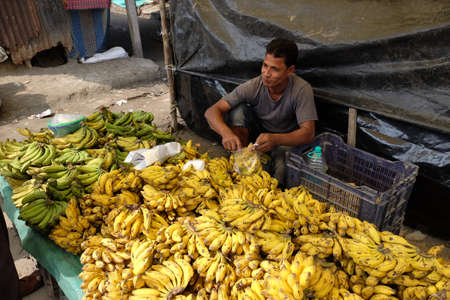 Indian vendor sits at stall filled with green and yellow bananas at Kumrokhali Market, West Bengal, Indiaのeditorial素材