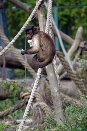 Monkey fed by tourists in Zagreb ZOO, Croatia