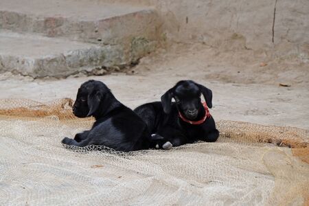 Young goats on a farm in Kumrokhali village, West Bengal, Indiaの写真素材