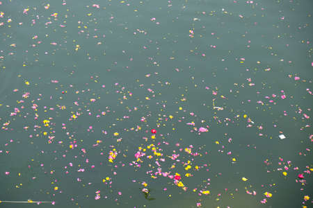 Colourful floral offerings, petals, flowers and garlands, floating in Pushkar Lake, Rajasthan, India