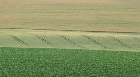 Field of wheatの写真素材