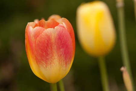 Tulip in the gardenの写真素材
