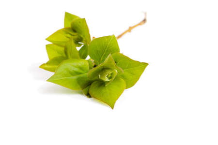 Green branch with leaves on a white background
