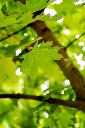 Background green maple leaves in summer day