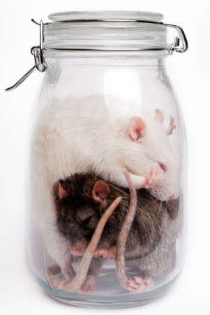 White and gray rats in a glass containerの写真素材