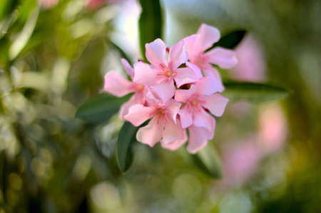 Beautiful Nerium oleander close-up with soft focus