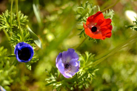 Beautiful poppy flower close-up with soft focusの写真素材
