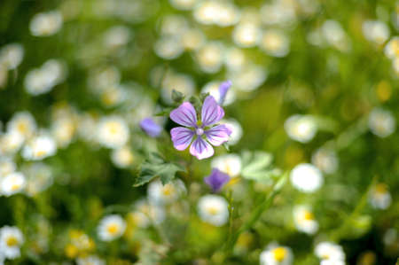 Beautiful Osteospermum flower close-up with soft focusの写真素材