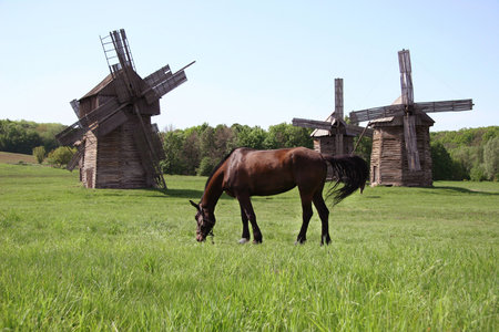 A beautiful horse grazing on a green summer meadow against windmillsの写真素材