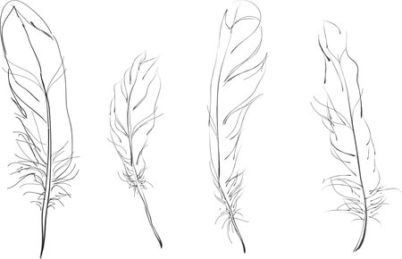 Black and white sketch of a feather 4のイラスト素材