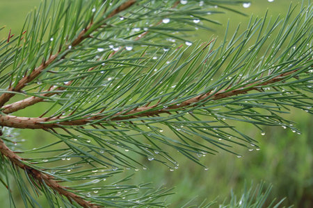 Pine branches in drops of rain or dew. On blurred background