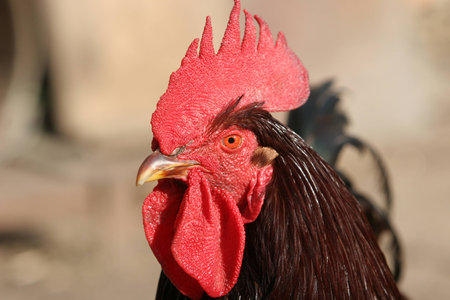 Head of brown living a fighting cock.