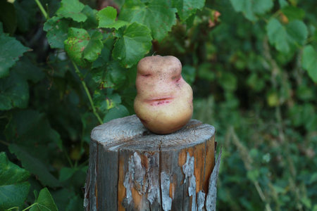 Potatoes on the stump. Flirtatious woman's face at the root of potatoes.の写真素材