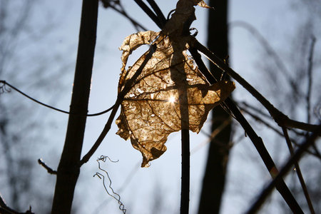 The sun shines through the dry autumn leaf. Yellow leaf stuck between branches - close-up
