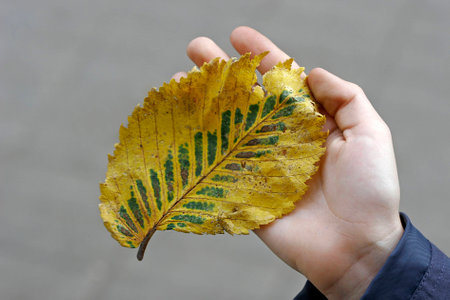 Big autumn yellow green leaf holding a childの写真素材