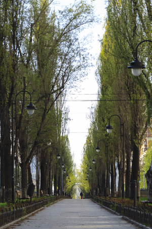 The road along the trees stretching away into a beautiful summer dayの写真素材
